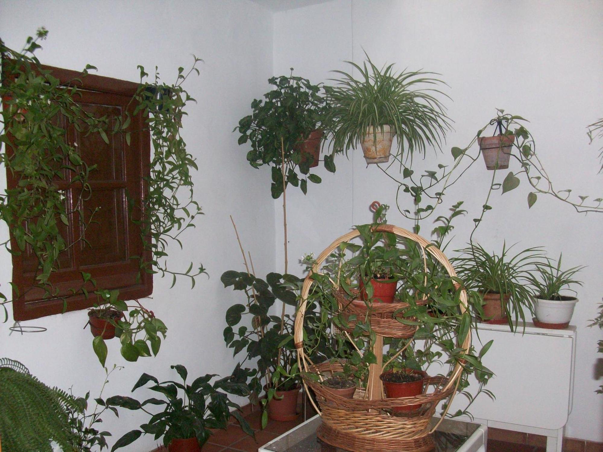 Hostal Moraima Capileira Exteriér fotografie